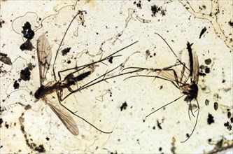 40 Million Year Old Mosquitoes in Amber