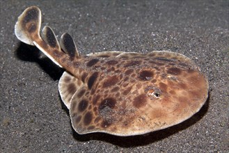 Electric ray