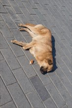 Homeless stray dogis in the street as lonely concept