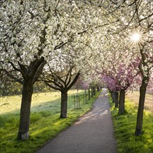 A beautiful alley with blooming pink and white cherry trees in spring in the morning sun with a sunstar