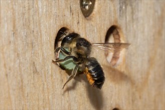 Garden leafcutter bee with green leaf hanging from entrance hole of insect hotel seen from the back left