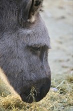 Portrait of a domestic donkey