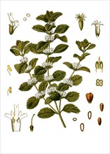 Medicinal plant