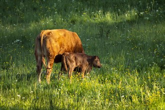 A cow and her calf on a green meadow in the evening light in the Black Forest