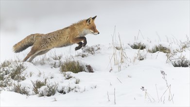 Red fox