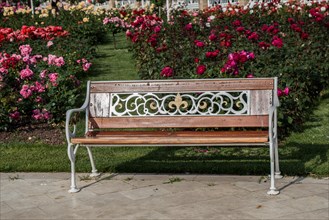 Wooden bench found in the middle of rose garden
