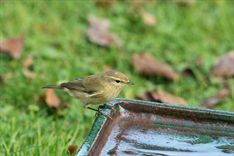 Common Chiffchaff sitting on table with water in green grass looking right