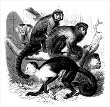 1st capuchin monkey