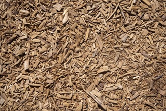 Fine wood chips in sunlight on the floor as background or texture