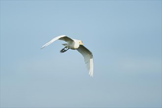Cattle egret
