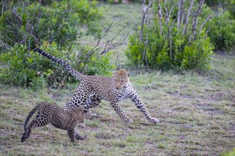 Leopard