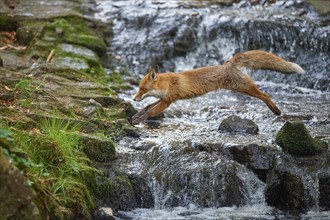 Red fox