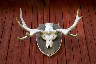 Elk antlers as a hunting trophy on a red-painted wooden facade