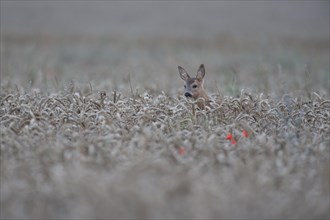 Roe deer