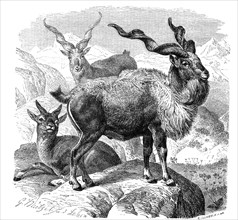 Markhor