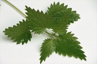 Young nettle leaves