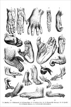 Hand and foot of different apes. 1