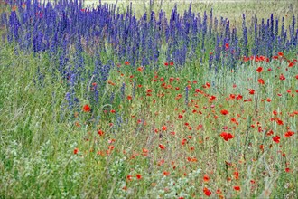 Flowering wayside with poppies and other field flowers