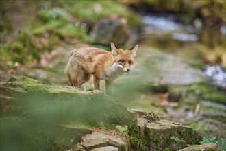 Red fox