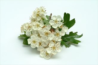 Medicinal plant hawthorn