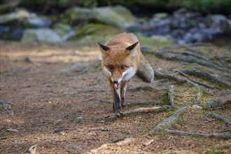 Red fox