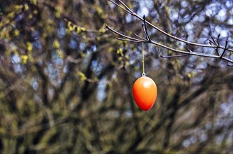 Single orange Easter egg hanging outside on a bare bush