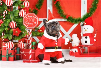 Black French Bulldog wearing Santa Claus dog costume next to seasonal decorations with Christmas tree