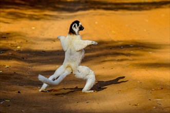 Dancing Leaping verreauxi lemur