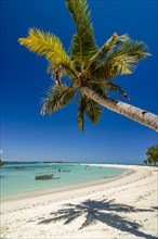 Palm tree on a beautiful white sand beach