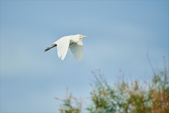 Cattle egret
