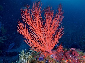 Red plamate sea fan