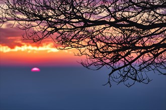 Sunrise behind bare branches of an oak
