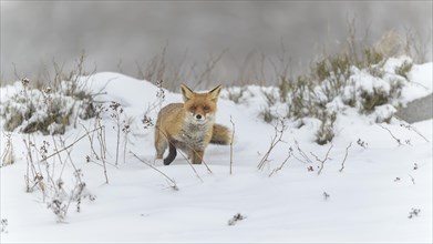 Red fox