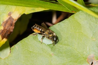 Garden leafcutter bee cutting out pieces of green leaf hanging right sighted