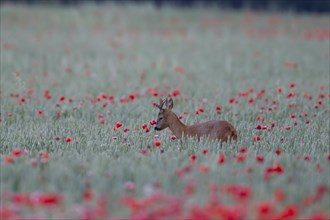 Roe deer