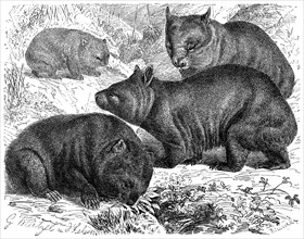 Tasmanian wombat