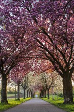 A beautiful alley with blooming pink and white cherry trees in spring