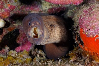 Brown moray eel