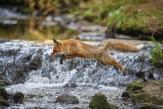 Red fox