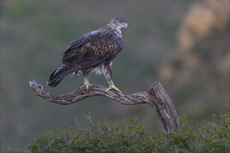 Bonellis eagle