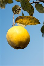Yellow quince hanging from a tree on blue sky