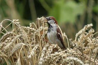 House sparrow
