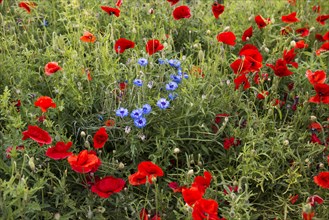 Red poppies and cornflowers