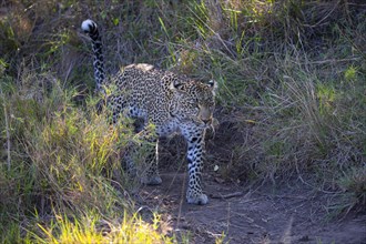 Leopard