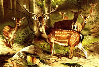 Fallow deer