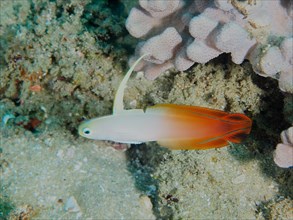 Red fire goby