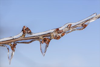 Winter buds on a cherry tree covered with ice after freezing rain