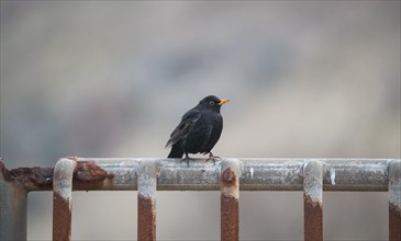 Blackbird