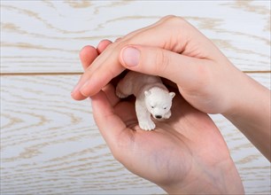 Hand holding a Polar bear model on a wooden background