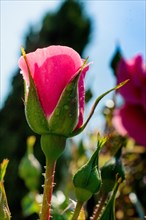 Blooming beautiful colorful rose bud in garden background
